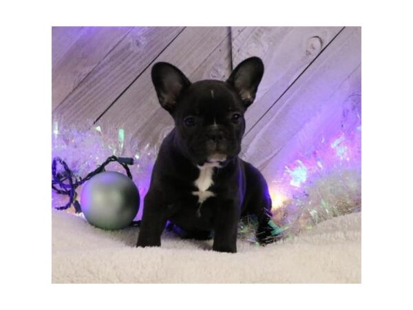 French Bulldog-DOG-Female-Brindle-5735-Petland Montgomery, Alabama