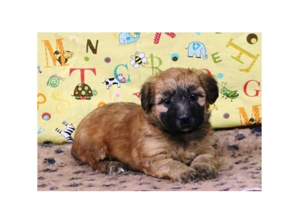 Soft Coated Wheaten Terrier/Poodle DOG Female Wheaten 5736 Petland Montgomery, Alabama