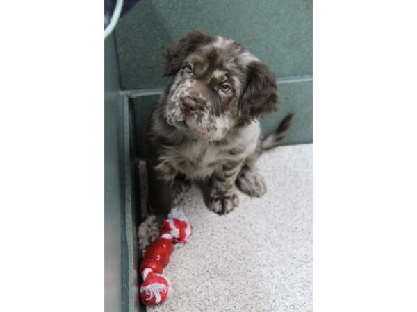 Mini Hippo-DOG-Female-choc merle-5728-Petland Montgomery, Alabama