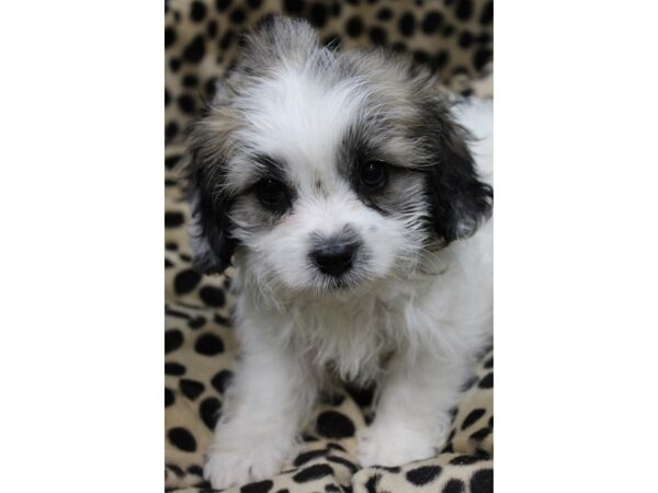 Teddy Bear DOG Male Sable / White 5730 Petland Montgomery, Alabama