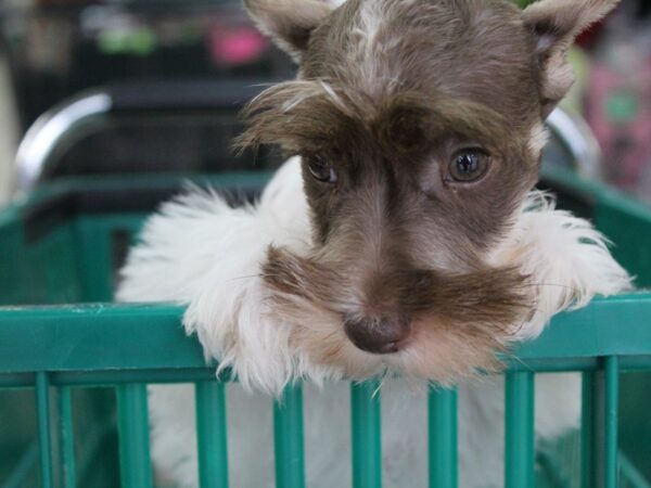 Miniature Schnauzer DOG Female LIVER WH 5738 Petland Montgomery, Alabama