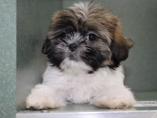 Shih Tzu DOG Female brown white 5737 Petland Montgomery, Alabama