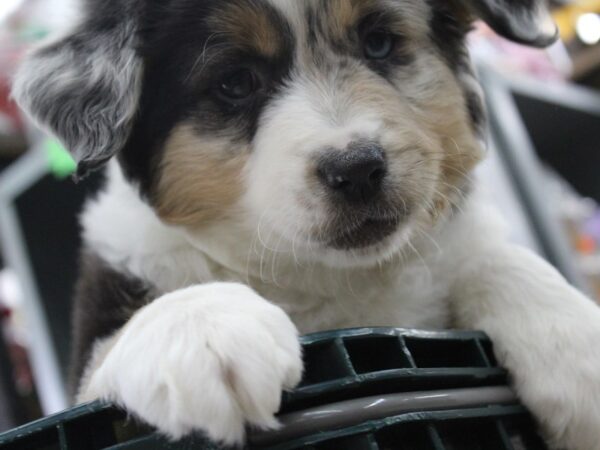 Mini Aussie DOG Male BLUE MERLE 5739 Petland Montgomery, Alabama