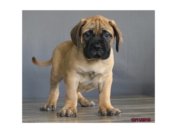 Bullmastiff DOG Male Fawn 5740 Petland Montgomery, Alabama