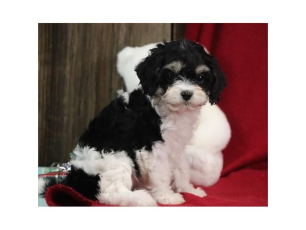 Cavachon DOG Female Black 5741 Petland Montgomery, Alabama