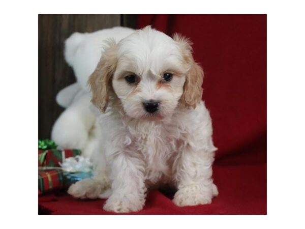 Cavachon DOG Male Blenheim / White 5742 Petland Montgomery, Alabama