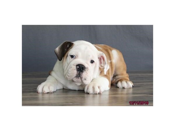 English Bulldog-DOG-Female-Red / White-5743-Petland Montgomery, Alabama