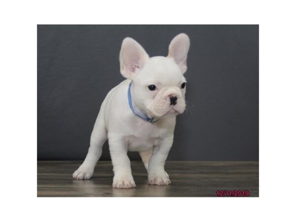 French Bulldog DOG Male White 5744 Petland Montgomery, Alabama