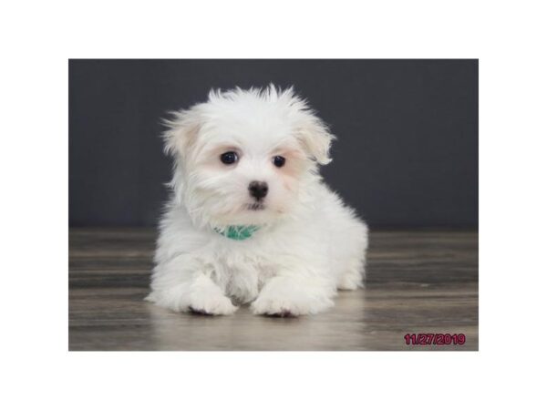 Maltese DOG Male White 5745 Petland Montgomery, Alabama