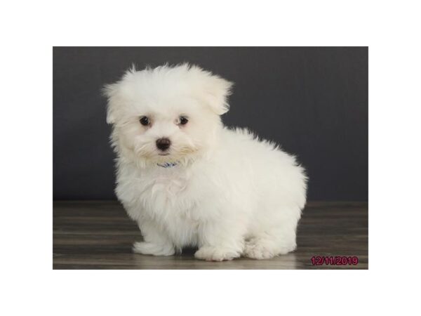 Maltese DOG Male White 5750 Petland Montgomery, Alabama