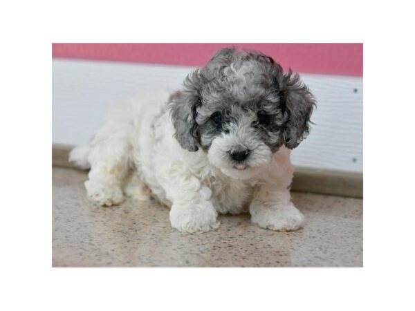 Miniature Poodle DOG Male Blue Merle / White 5751 Petland Montgomery, Alabama