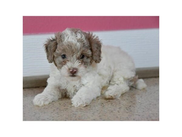 Miniature Poodle-DOG-Female-White-5752-Petland Montgomery, Alabama