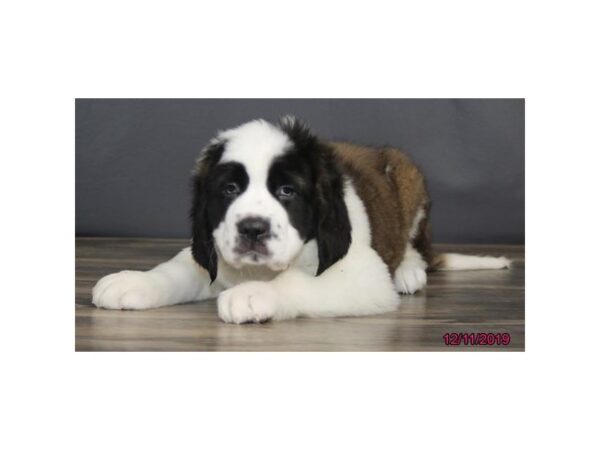 Saint Bernard-DOG-Female-Sable / White-5753-Petland Montgomery, Alabama