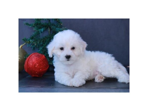 Bichon Frise DOG Male White 5755 Petland Montgomery, Alabama