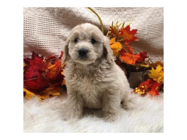 Goldendoodle Mini DOG Female Golden 5756 Petland Montgomery, Alabama