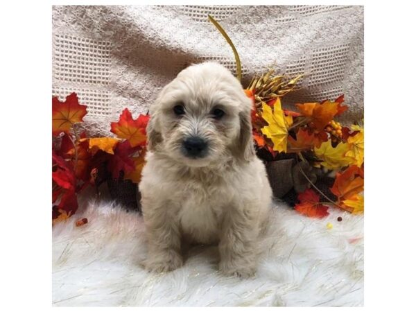 Goldendoodle Mini DOG Female Golden 5757 Petland Montgomery, Alabama