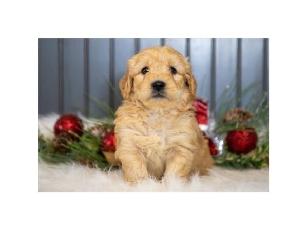 Goldendoodle Mini DOG Male Golden 5758 Petland Montgomery, Alabama