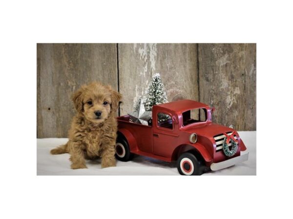 Goldendoodle Mini 2nd Gen-DOG-Female-Golden-5759-Petland Montgomery, Alabama