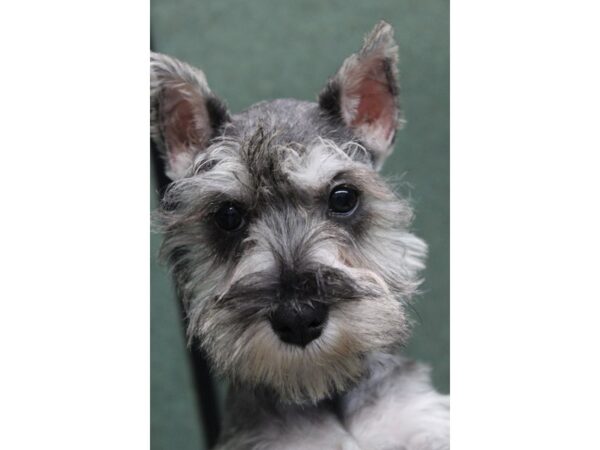 Miniature Schnauzer DOG Female Salt / Pepper 5731 Petland Montgomery, Alabama