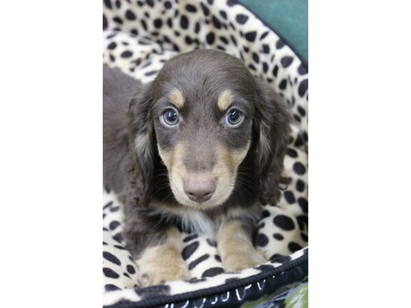 Dachshund DOG Male Chocolate / Tan 5754 Petland Montgomery, Alabama