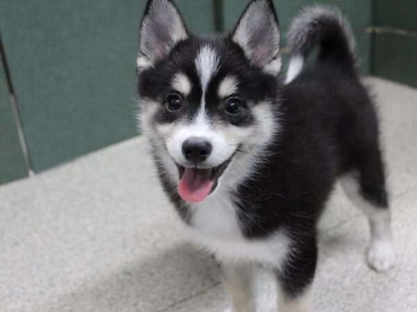 Pomsky DOG Male Black / Tan 5746 Petland Montgomery, Alabama