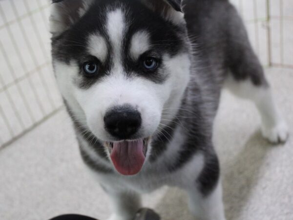 Siberian Husky DOG Male Black / White 5748 Petland Montgomery, Alabama