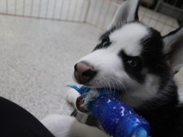 Siberian Husky DOG Female Black / White 5747 Petland Montgomery, Alabama