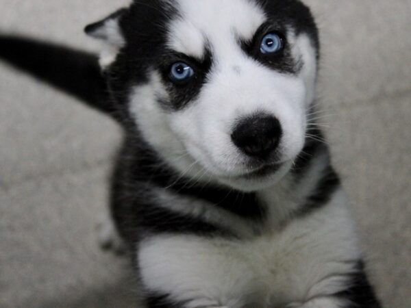 Siberian Husky DOG Male Black / White 5749 Petland Montgomery, Alabama