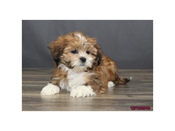 Lhasa Apso-DOG-Female-Red-5760-Petland Montgomery, Alabama