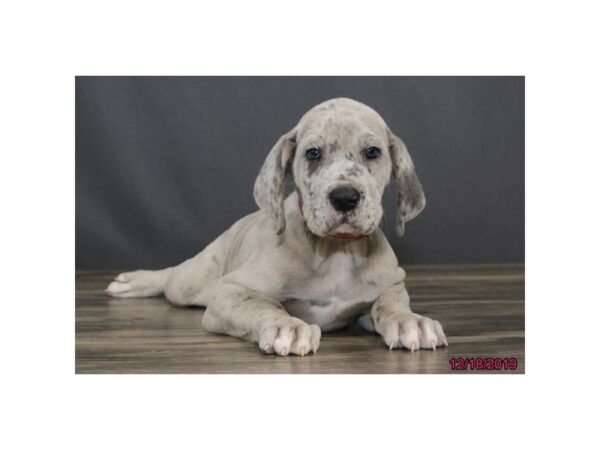 Great Dane-DOG-Female-Merle-5761-Petland Montgomery, Alabama