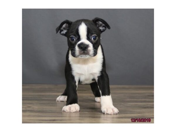 Boston Terrier DOG Male Black / White 5762 Petland Montgomery, Alabama