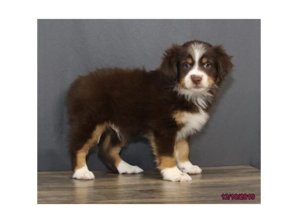 Miniature Australian Shepherd DOG Male Red 5763 Petland Montgomery, Alabama