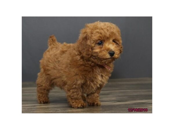 Poodle DOG Female Red 5764 Petland Montgomery, Alabama