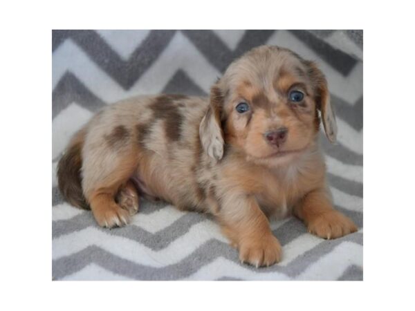 Dachshund DOG Male Chocolate / Tan 5765 Petland Montgomery, Alabama