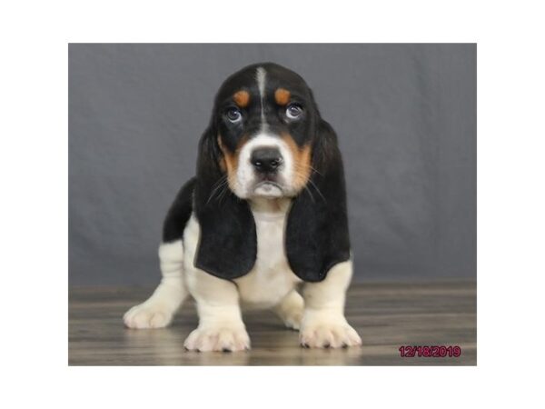 Basset Hound DOG Male Tri-Colored 5766 Petland Montgomery, Alabama