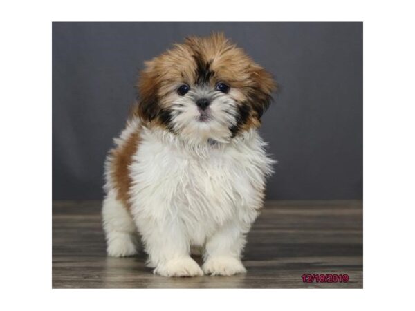 Shih Tzu DOG Female White / Gold 5767 Petland Montgomery, Alabama