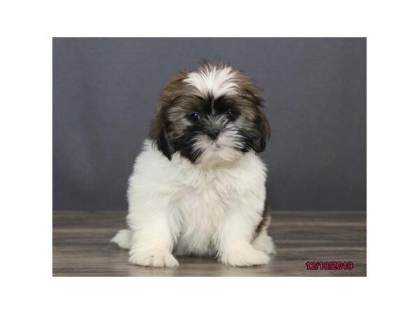 Shih Tzu DOG Male White / Black 5768 Petland Montgomery, Alabama