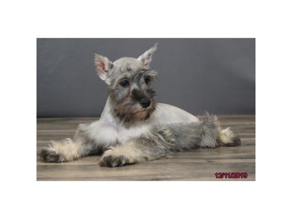 Miniature Schnauzer DOG Male Salt / Pepper 5769 Petland Montgomery, Alabama