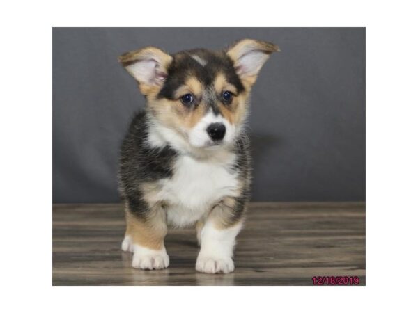 Pembroke Welsh Corgi DOG Female Black 5770 Petland Montgomery, Alabama