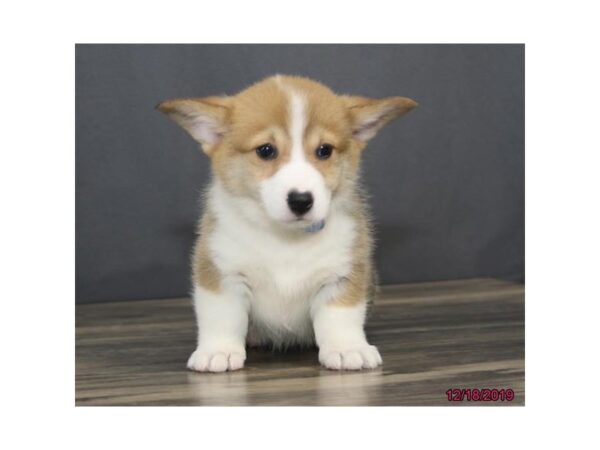 Pembroke Welsh Corgi-DOG-Female-Red / White-5771-Petland Montgomery, Alabama