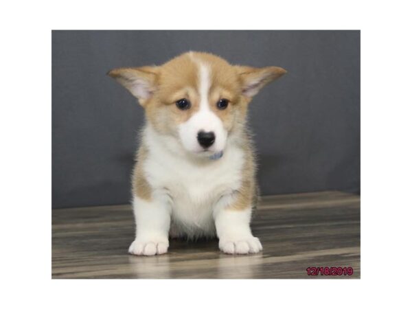 Pembroke Welsh Corgi DOG Female Red / White 5771 Petland Montgomery, Alabama