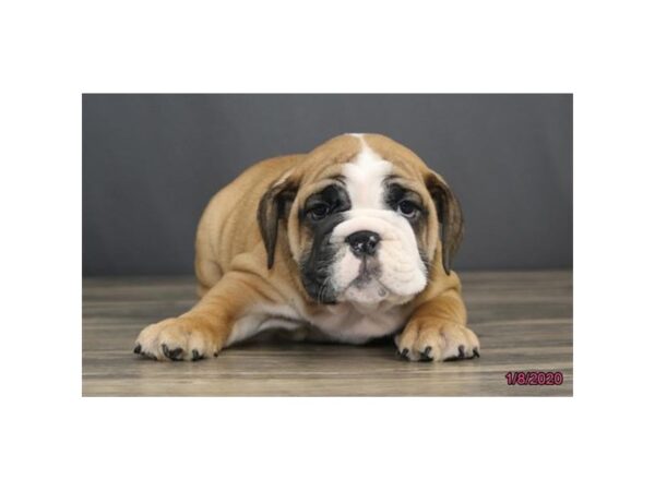 Bulldog DOG Male Red 5778 Petland Montgomery, Alabama