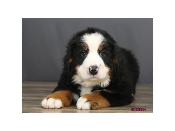 Bernese Mountain Dog-DOG-Female-Black Tan / White-5779-Petland Montgomery, Alabama