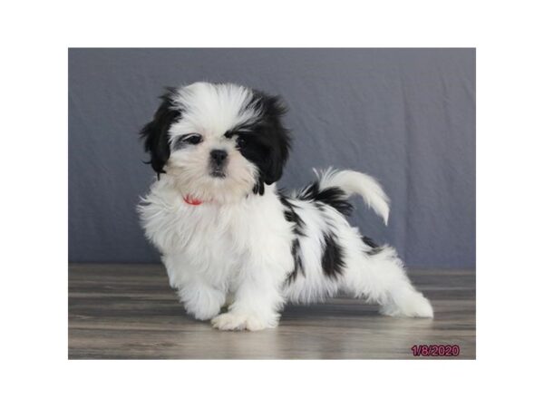 Shih Tzu DOG Female Black / White 5780 Petland Montgomery, Alabama