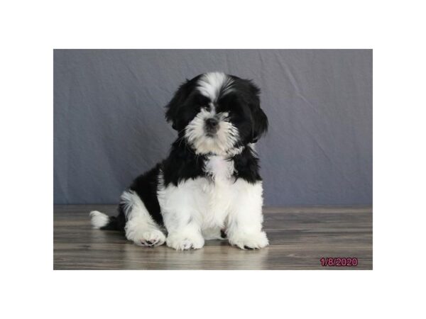 Shih Tzu DOG Male Black / White 5781 Petland Montgomery, Alabama