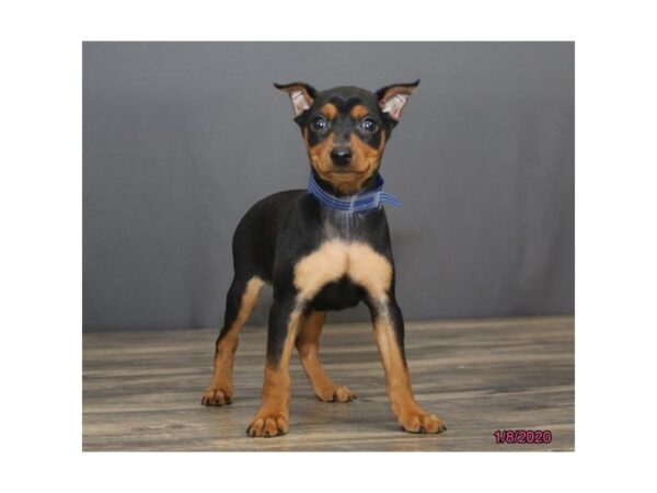 Miniature Pinscher DOG Male Black / Tan 5783 Petland Montgomery, Alabama