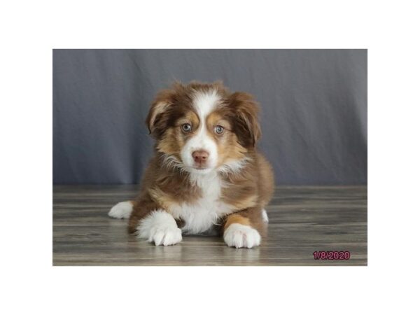 Miniature Australian Shepherd-DOG-Female-Red-5784-Petland Montgomery, Alabama