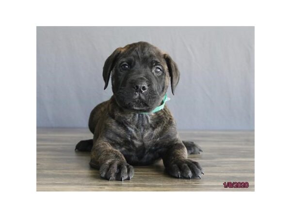 Bullmastiff DOG Male Black Brindle 5786 Petland Montgomery, Alabama