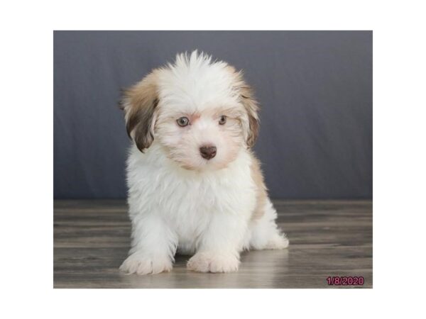 Havanese DOG Female Sable / White 5787 Petland Montgomery, Alabama