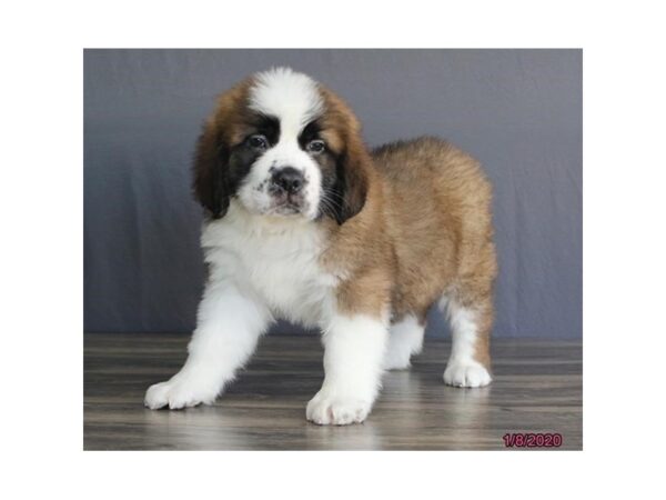 Saint Bernard-DOG-Female-Brown / White-5788-Petland Montgomery, Alabama